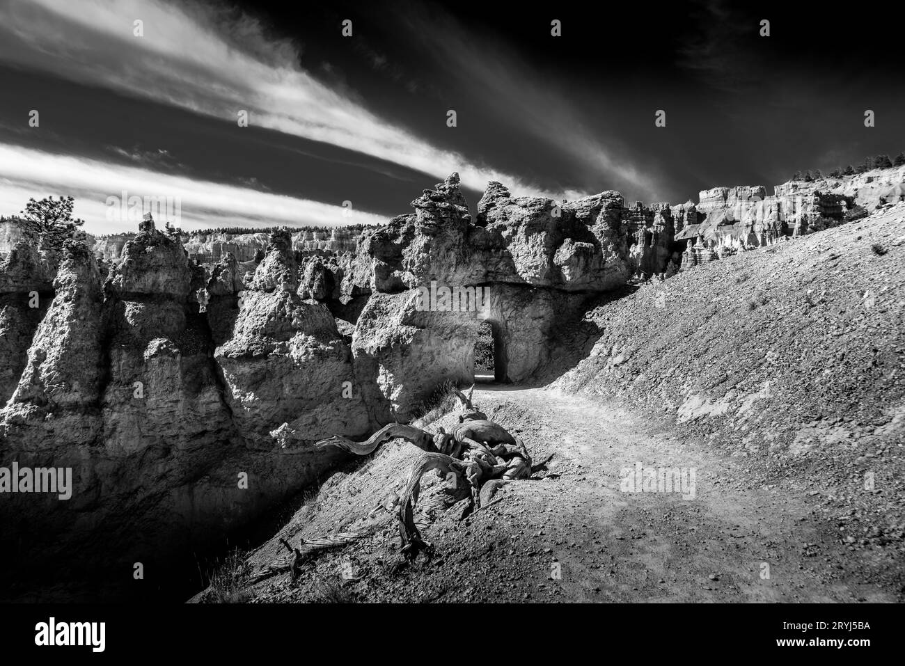 Foto in bianco e nero degli hoodoo di arenaria Navajo lungo il Queens Garden Trail nel Bryce Canyon National Park, Utah Foto Stock