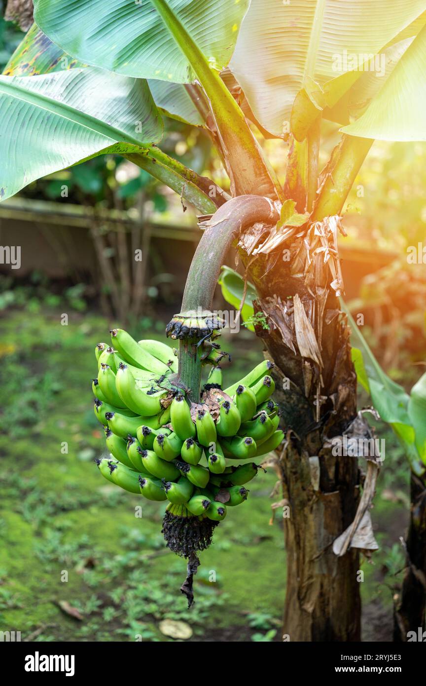 Tema del raccolto delle dolci banane. Banana Tree in fattoria Foto Stock
