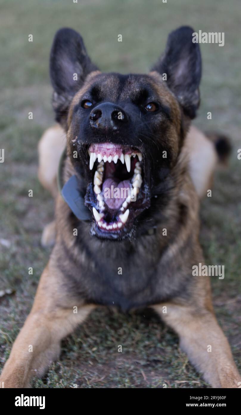 Bellissimo cane aggressivo e arrabbiato, il pastore belga Malinois prende i vestiti del criminale. Addestramento per cani di servizio. Il cane morde i vestiti. Attacco arrabbiato. Denti malvagi dentro Foto Stock