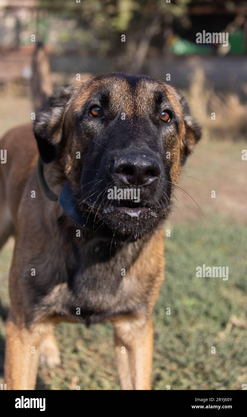 Bellissimo cane aggressivo e arrabbiato, il pastore belga Malinois prende i vestiti del criminale. Addestramento per cani di servizio. Il cane morde i vestiti. Attacco arrabbiato. Denti malvagi dentro Foto Stock