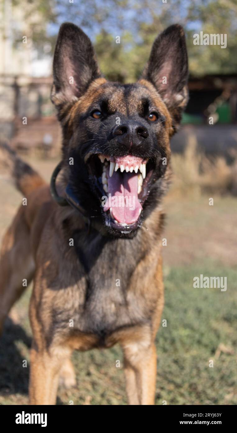 Bellissimo cane aggressivo e arrabbiato, il pastore belga Malinois prende i vestiti del criminale. Addestramento per cani di servizio. Il cane morde i vestiti. Attacco arrabbiato. Denti malvagi dentro Foto Stock