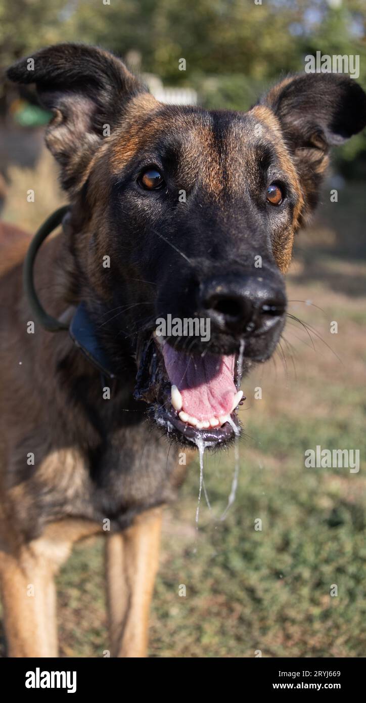 Bellissimo cane aggressivo e arrabbiato, il pastore belga Malinois prende i vestiti del criminale. Addestramento per cani di servizio. Il cane morde i vestiti. Attacco arrabbiato. Denti malvagi dentro Foto Stock