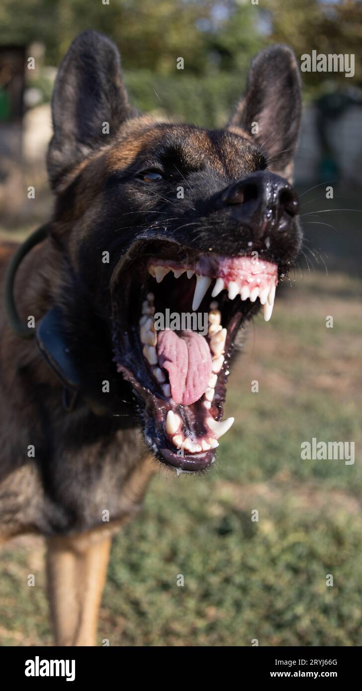 Bellissimo cane aggressivo e arrabbiato, il pastore belga Malinois prende i vestiti del criminale. Addestramento per cani di servizio. Il cane morde i vestiti. Attacco arrabbiato. Denti malvagi dentro Foto Stock