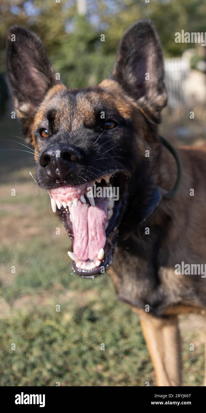 Bellissimo cane aggressivo e arrabbiato, il pastore belga Malinois prende i vestiti del criminale. Addestramento per cani di servizio. Il cane morde i vestiti. Attacco arrabbiato. Denti malvagi dentro Foto Stock