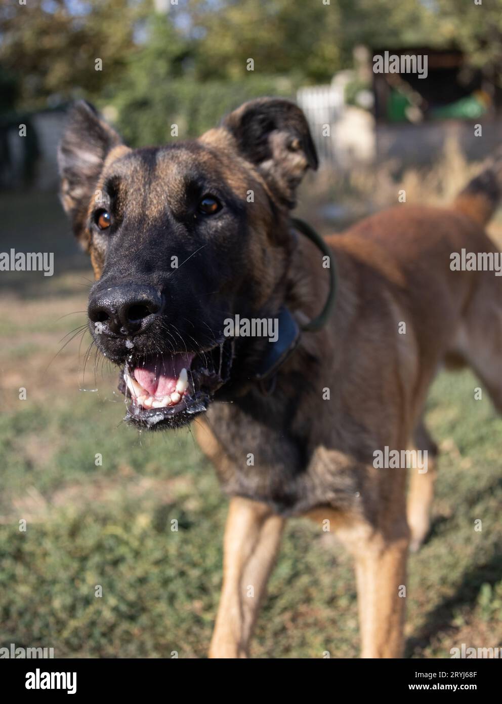 Bellissimo cane aggressivo e arrabbiato, il pastore belga Malinois prende i vestiti del criminale. Addestramento per cani di servizio. Il cane morde i vestiti. Attacco arrabbiato. Denti malvagi dentro Foto Stock