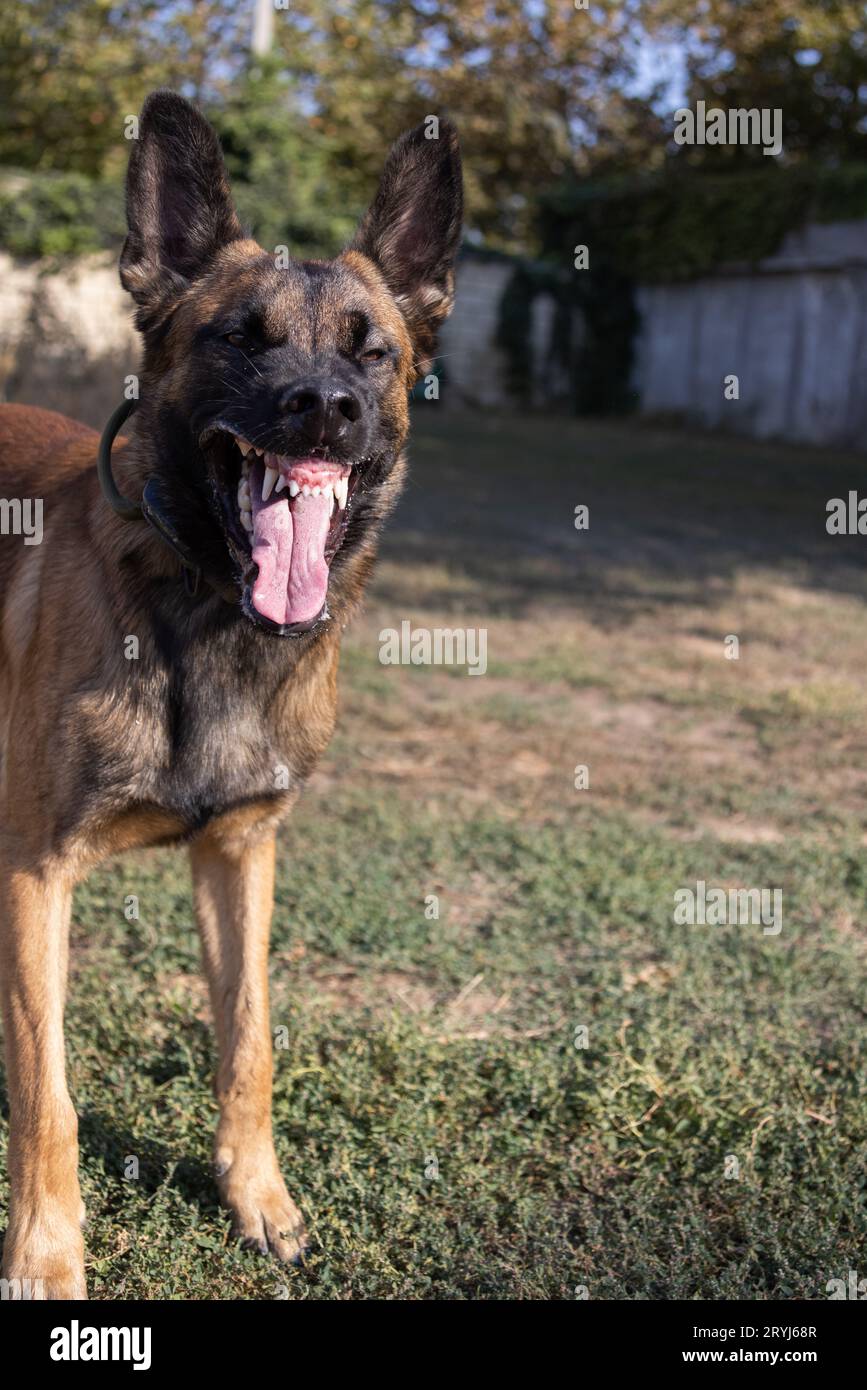 Bellissimo cane aggressivo e arrabbiato, il pastore belga Malinois prende i vestiti del criminale. Addestramento per cani di servizio. Il cane morde i vestiti. Attacco arrabbiato. Denti malvagi dentro Foto Stock