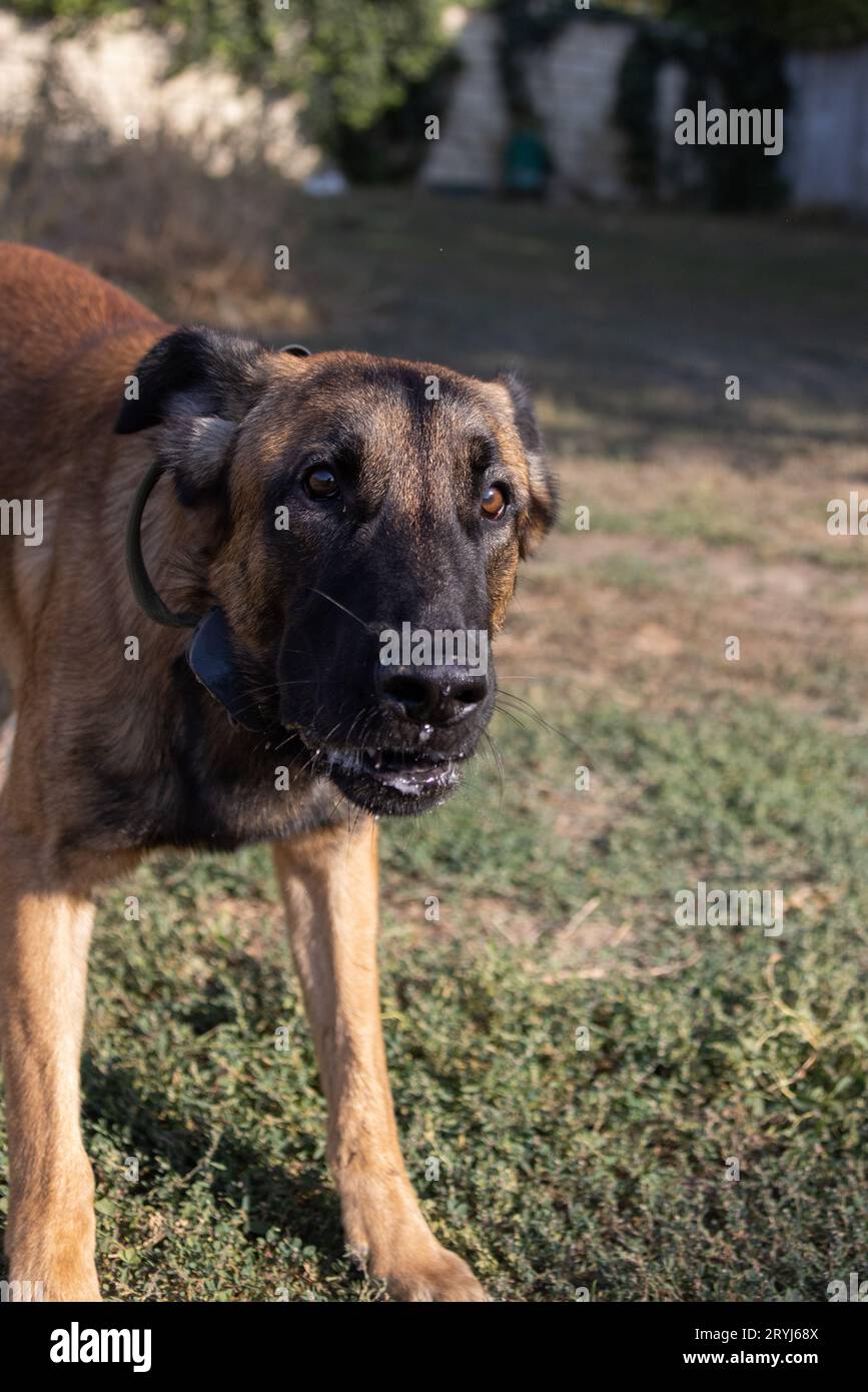 Bellissimo cane aggressivo e arrabbiato, il pastore belga Malinois prende i vestiti del criminale. Addestramento per cani di servizio. Il cane morde i vestiti. Attacco arrabbiato. Denti malvagi dentro Foto Stock