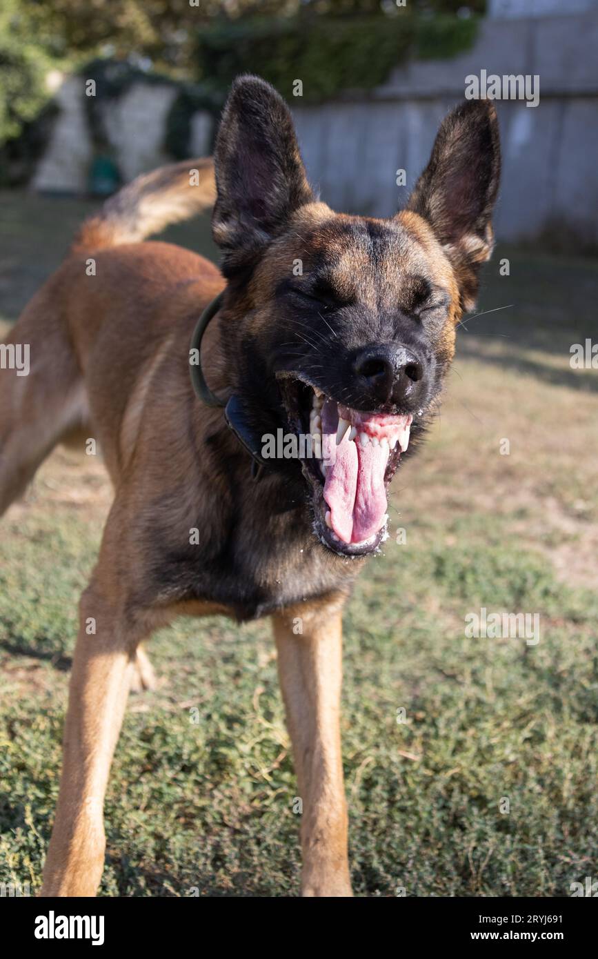 Bellissimo cane aggressivo e arrabbiato, il pastore belga Malinois prende i vestiti del criminale. Addestramento per cani di servizio. Il cane morde i vestiti. Attacco arrabbiato. Denti malvagi dentro Foto Stock