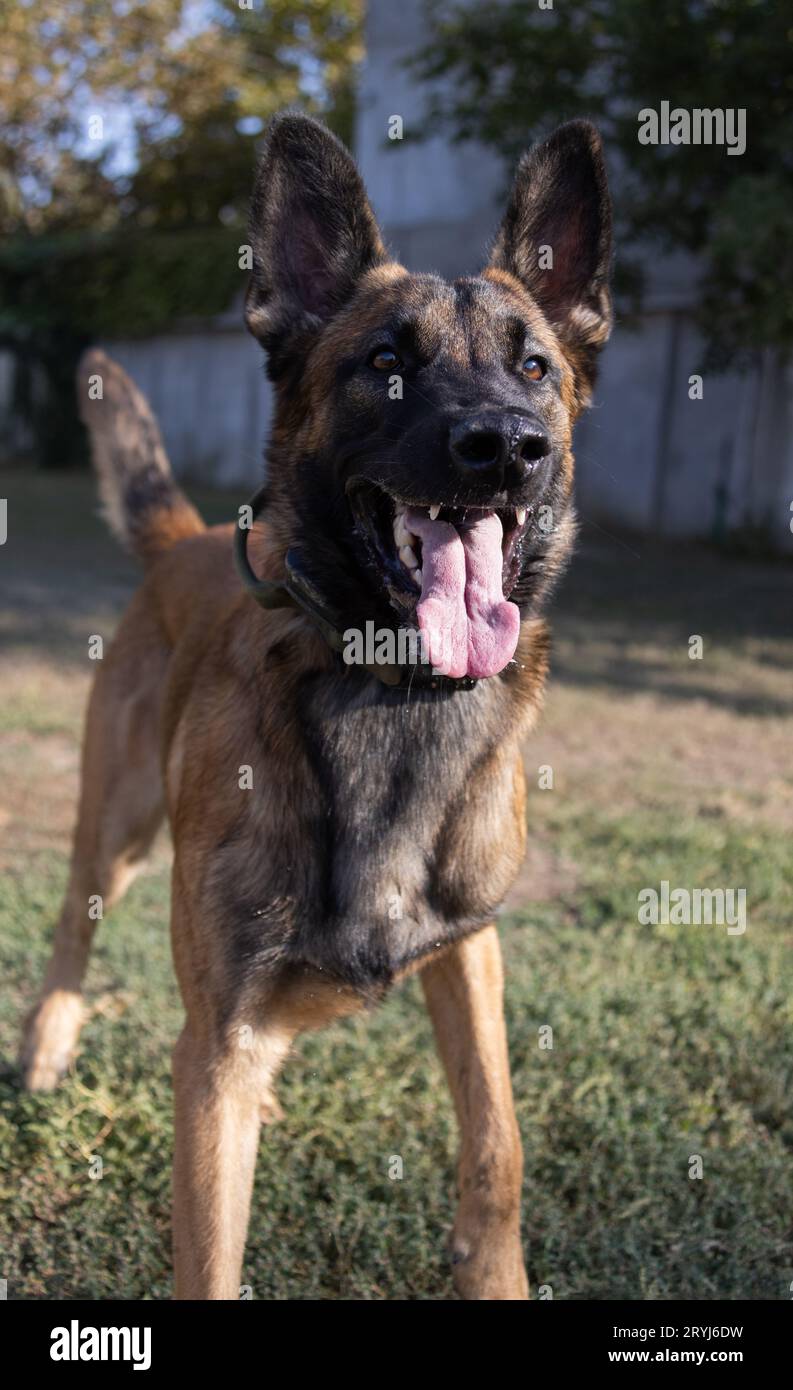 Bellissimo cane aggressivo e arrabbiato, il pastore belga Malinois prende i vestiti del criminale. Addestramento per cani di servizio. Il cane morde i vestiti. Attacco arrabbiato. Denti malvagi dentro Foto Stock