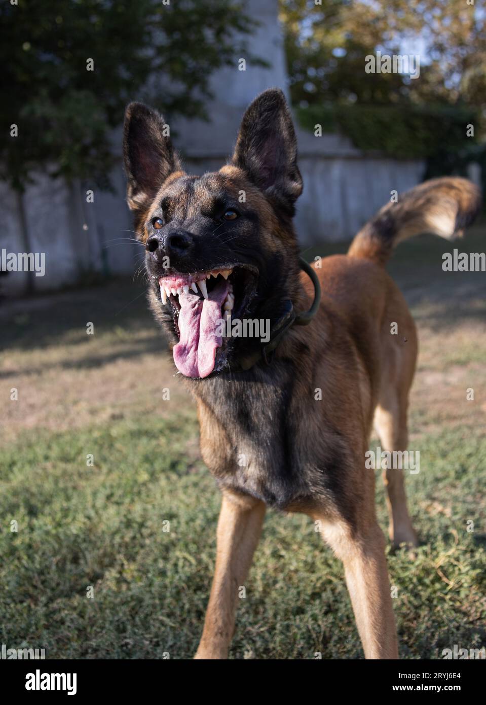 Bellissimo cane aggressivo e arrabbiato, il pastore belga Malinois prende i vestiti del criminale. Addestramento per cani di servizio. Il cane morde i vestiti. Attacco arrabbiato. Denti malvagi dentro Foto Stock