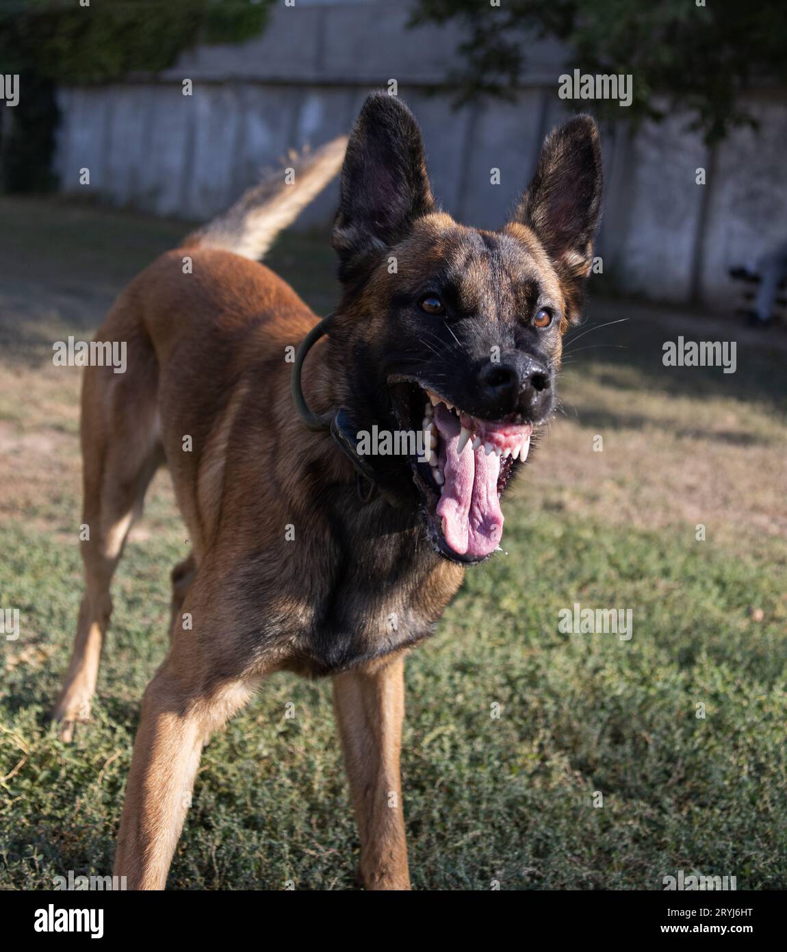 Bellissimo cane aggressivo e arrabbiato, il pastore belga Malinois prende i vestiti del criminale. Addestramento per cani di servizio. Il cane morde i vestiti. Attacco arrabbiato. Denti malvagi dentro Foto Stock