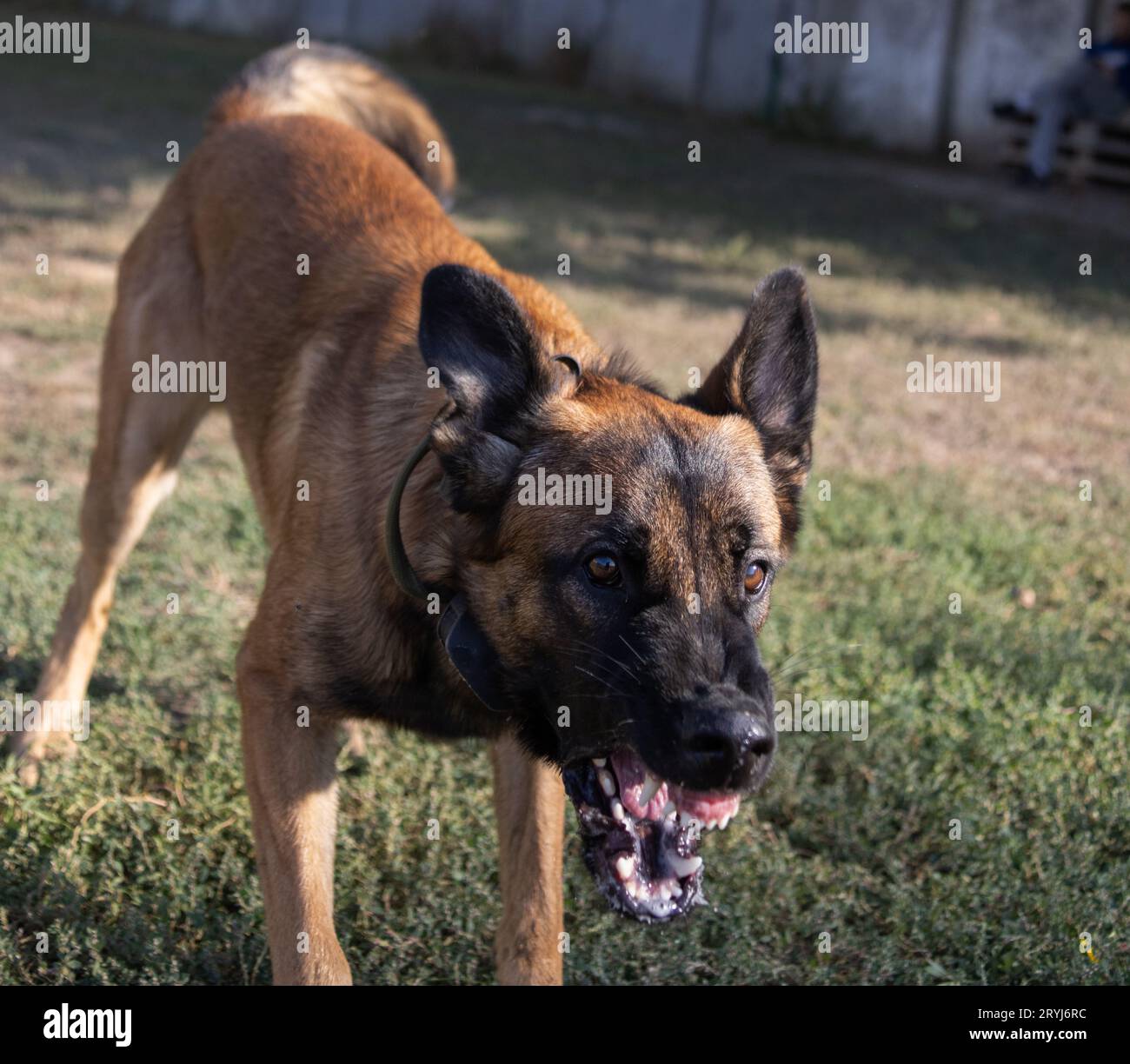 Bellissimo cane aggressivo e arrabbiato, il pastore belga Malinois prende i vestiti del criminale. Addestramento per cani di servizio. Il cane morde i vestiti. Attacco arrabbiato. Denti malvagi dentro Foto Stock