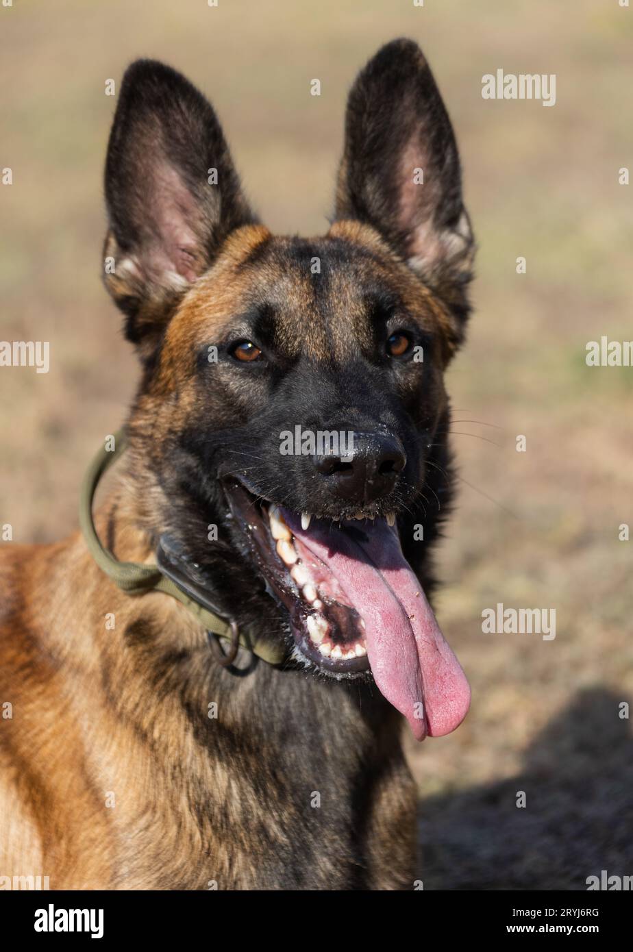 Bellissimo cane aggressivo e arrabbiato, il pastore belga Malinois prende i vestiti del criminale. Addestramento per cani di servizio. Il cane morde i vestiti. Attacco arrabbiato. Denti malvagi dentro Foto Stock