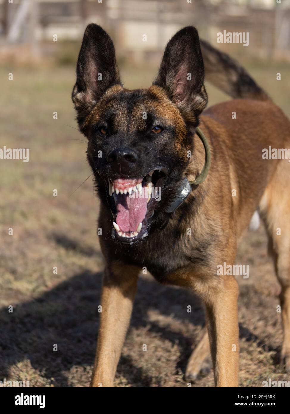 Bellissimo cane aggressivo e arrabbiato, il pastore belga Malinois prende i vestiti del criminale. Addestramento per cani di servizio. Il cane morde i vestiti. Attacco arrabbiato. Denti malvagi dentro Foto Stock