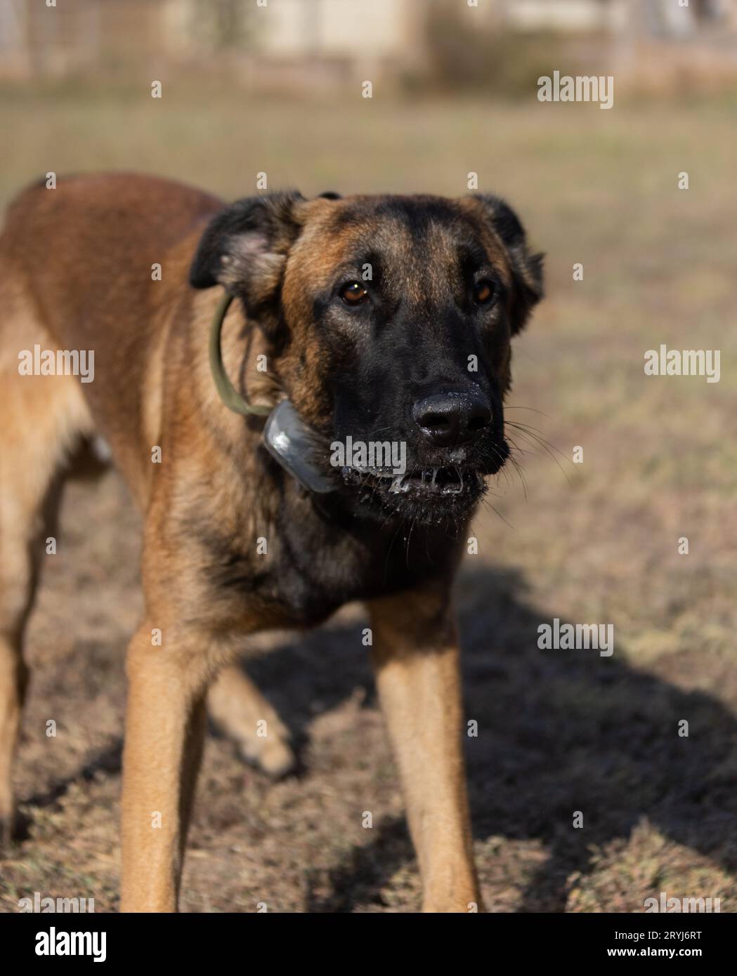 Bellissimo cane aggressivo e arrabbiato, il pastore belga Malinois prende i vestiti del criminale. Addestramento per cani di servizio. Il cane morde i vestiti. Attacco arrabbiato. Denti malvagi dentro Foto Stock