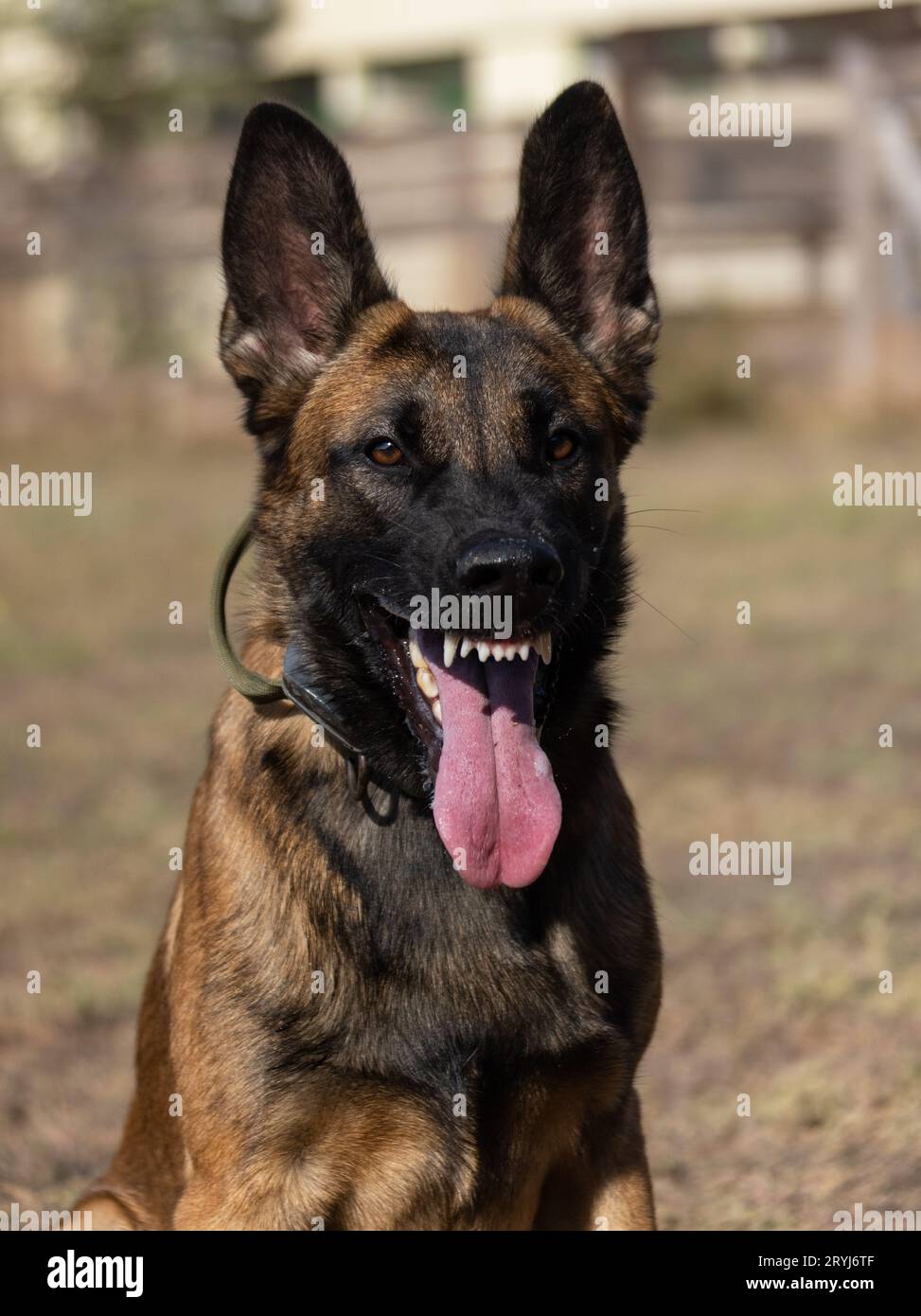 Bellissimo cane aggressivo e arrabbiato, il pastore belga Malinois prende i vestiti del criminale. Addestramento per cani di servizio. Il cane morde i vestiti. Attacco arrabbiato. Denti malvagi dentro Foto Stock