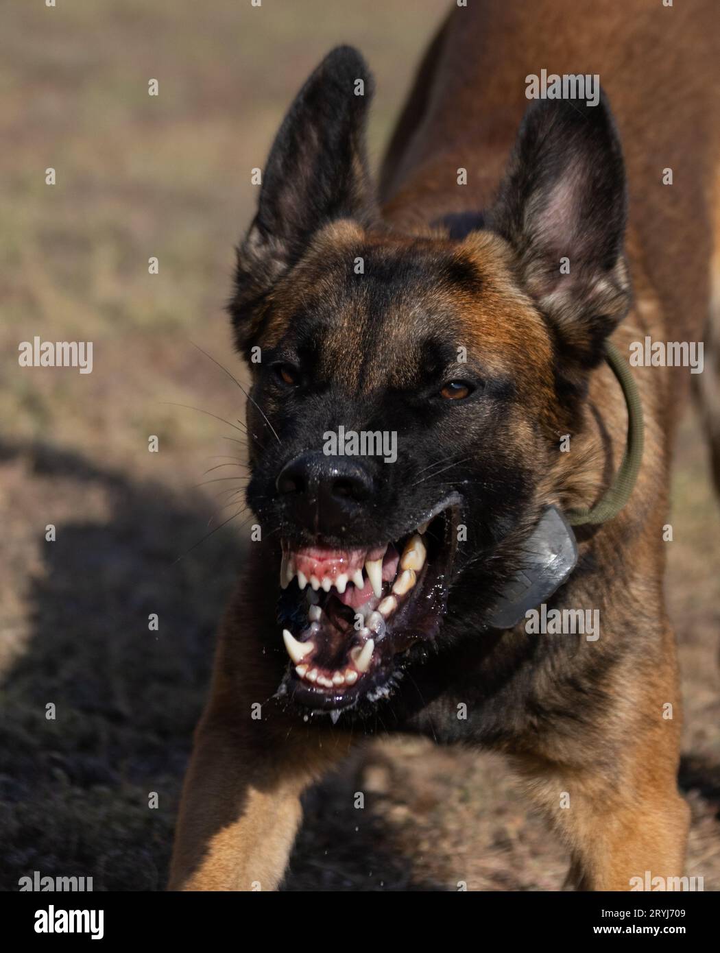 Bellissimo cane aggressivo e arrabbiato, il pastore belga Malinois prende i vestiti del criminale. Addestramento per cani di servizio. Il cane morde i vestiti. Attacco arrabbiato. Denti malvagi dentro Foto Stock
