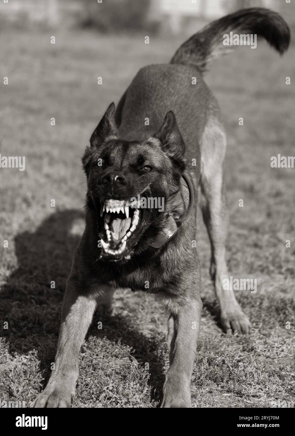 Bellissimo cane aggressivo e arrabbiato, il pastore belga Malinois prende i vestiti del criminale. Addestramento per cani di servizio. Il cane morde i vestiti. Attacco arrabbiato. Denti malvagi dentro Foto Stock
