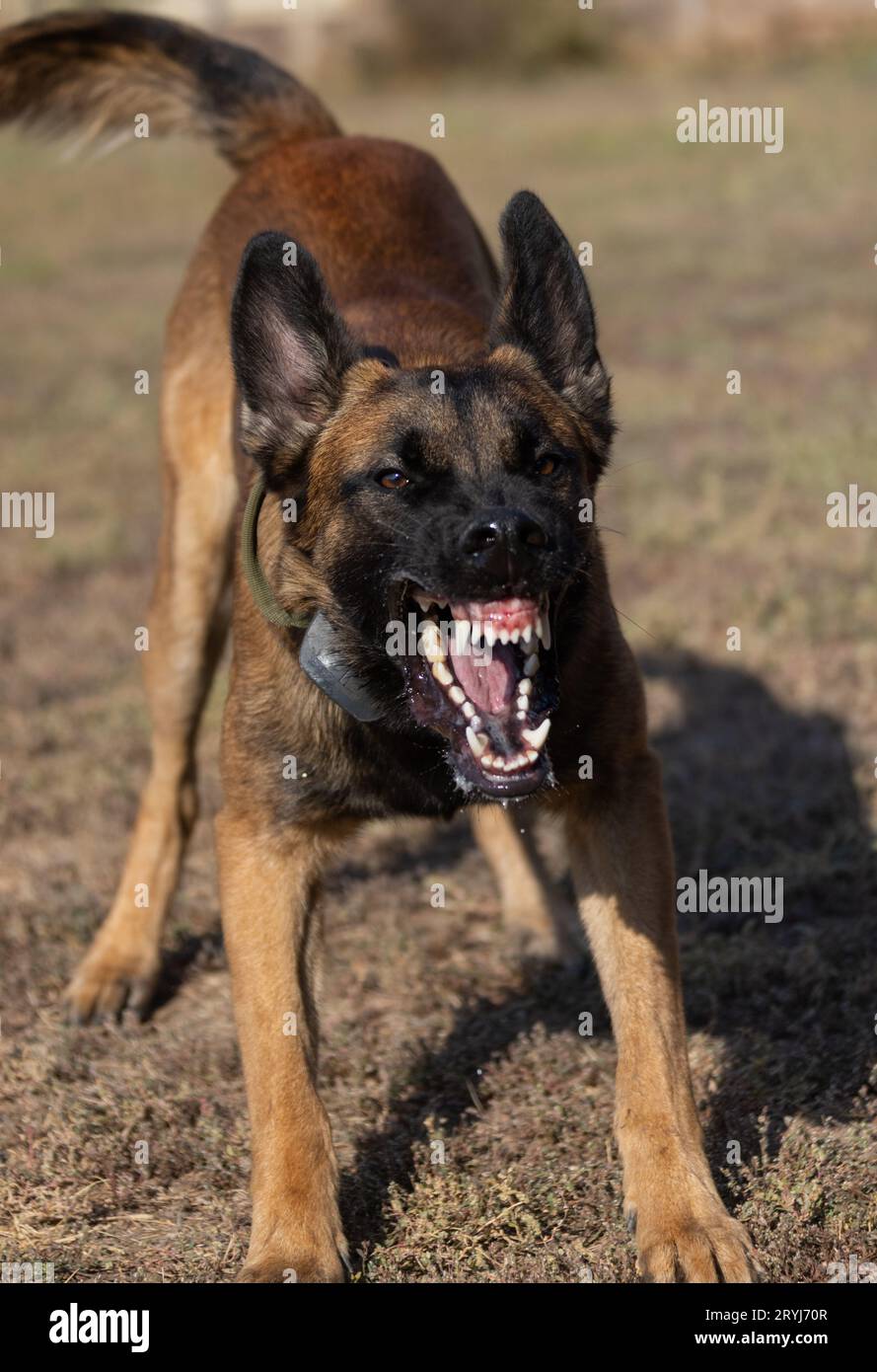 Bellissimo cane aggressivo e arrabbiato, il pastore belga Malinois prende i vestiti del criminale. Addestramento per cani di servizio. Il cane morde i vestiti. Attacco arrabbiato. Denti malvagi dentro Foto Stock