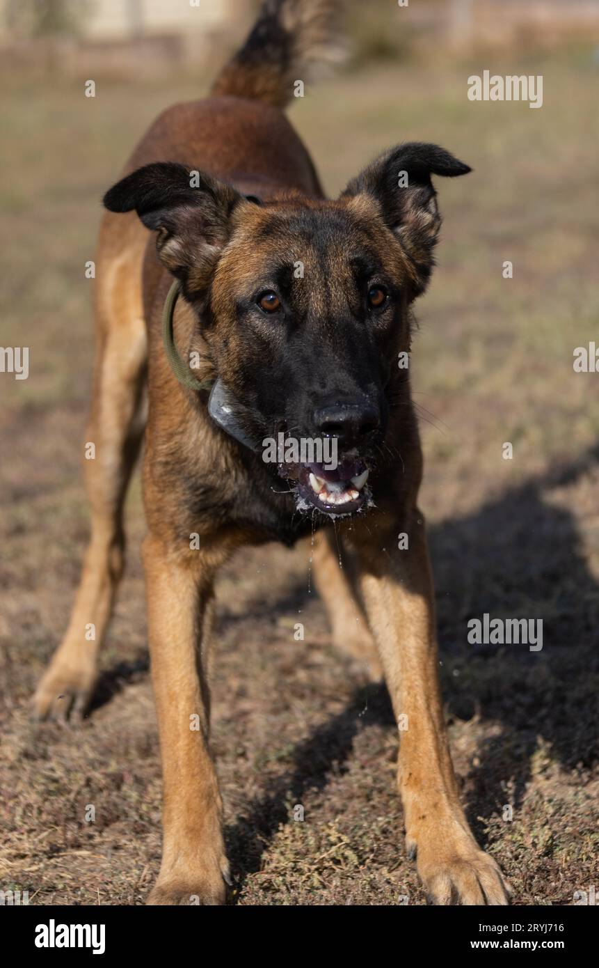 Bellissimo cane aggressivo e arrabbiato, il pastore belga Malinois prende i vestiti del criminale. Addestramento per cani di servizio. Il cane morde i vestiti. Attacco arrabbiato. Denti malvagi dentro Foto Stock