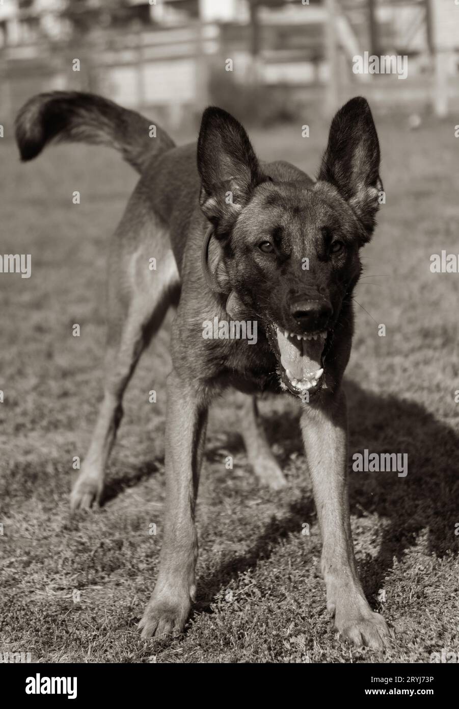 Bellissimo cane aggressivo e arrabbiato, il pastore belga Malinois prende i vestiti del criminale. Addestramento per cani di servizio. Il cane morde i vestiti. Attacco arrabbiato. Denti malvagi dentro Foto Stock