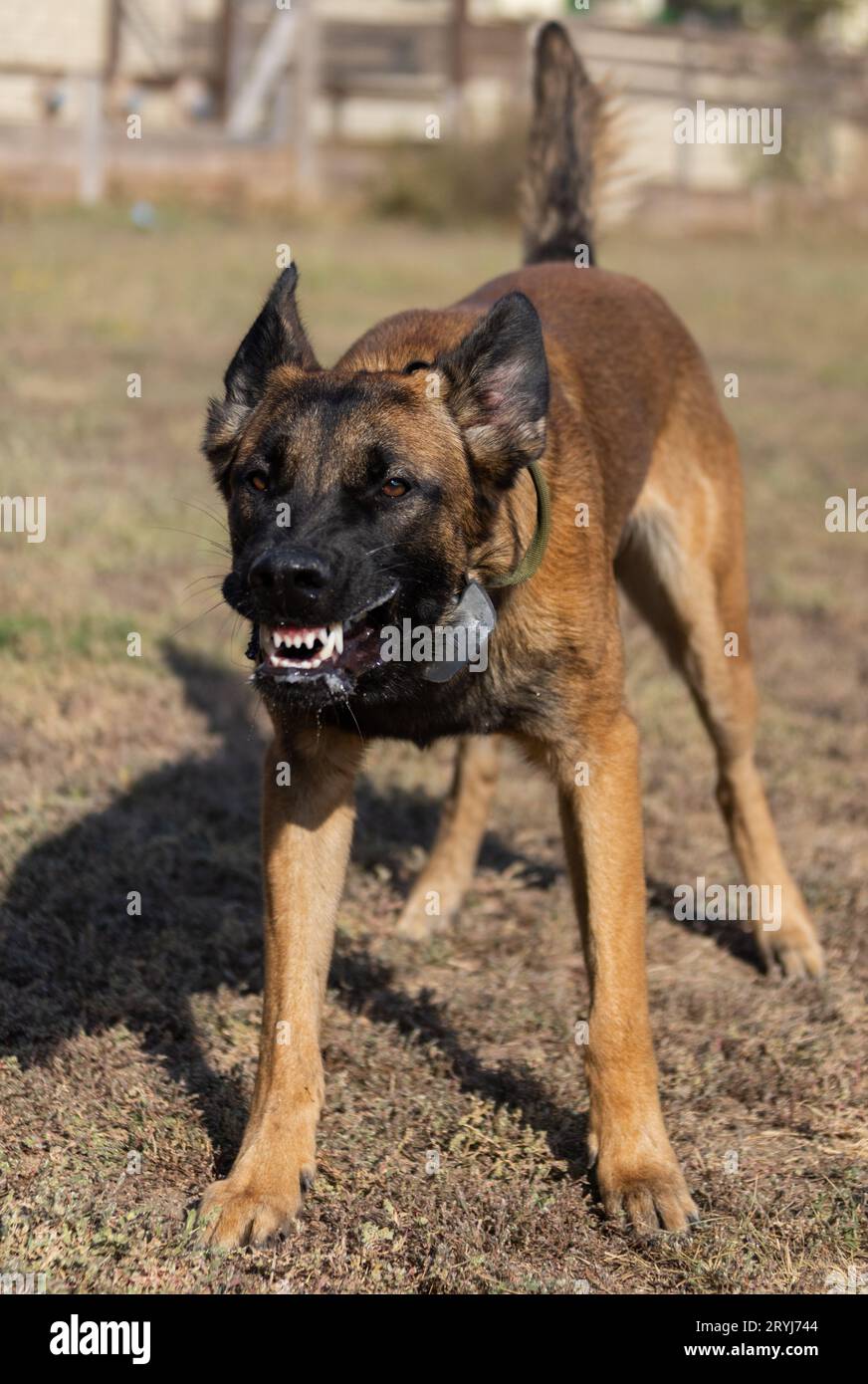 Bellissimo cane aggressivo e arrabbiato, il pastore belga Malinois prende i vestiti del criminale. Addestramento per cani di servizio. Il cane morde i vestiti. Attacco arrabbiato. Denti malvagi dentro Foto Stock
