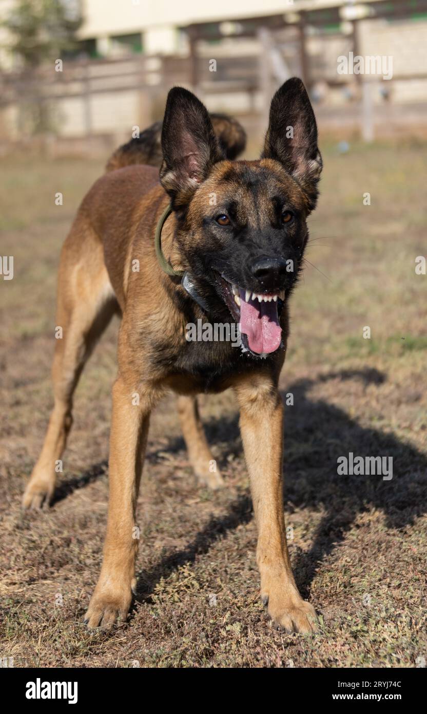 Bellissimo cane aggressivo e arrabbiato, il pastore belga Malinois prende i vestiti del criminale. Addestramento per cani di servizio. Il cane morde i vestiti. Attacco arrabbiato. Denti malvagi dentro Foto Stock