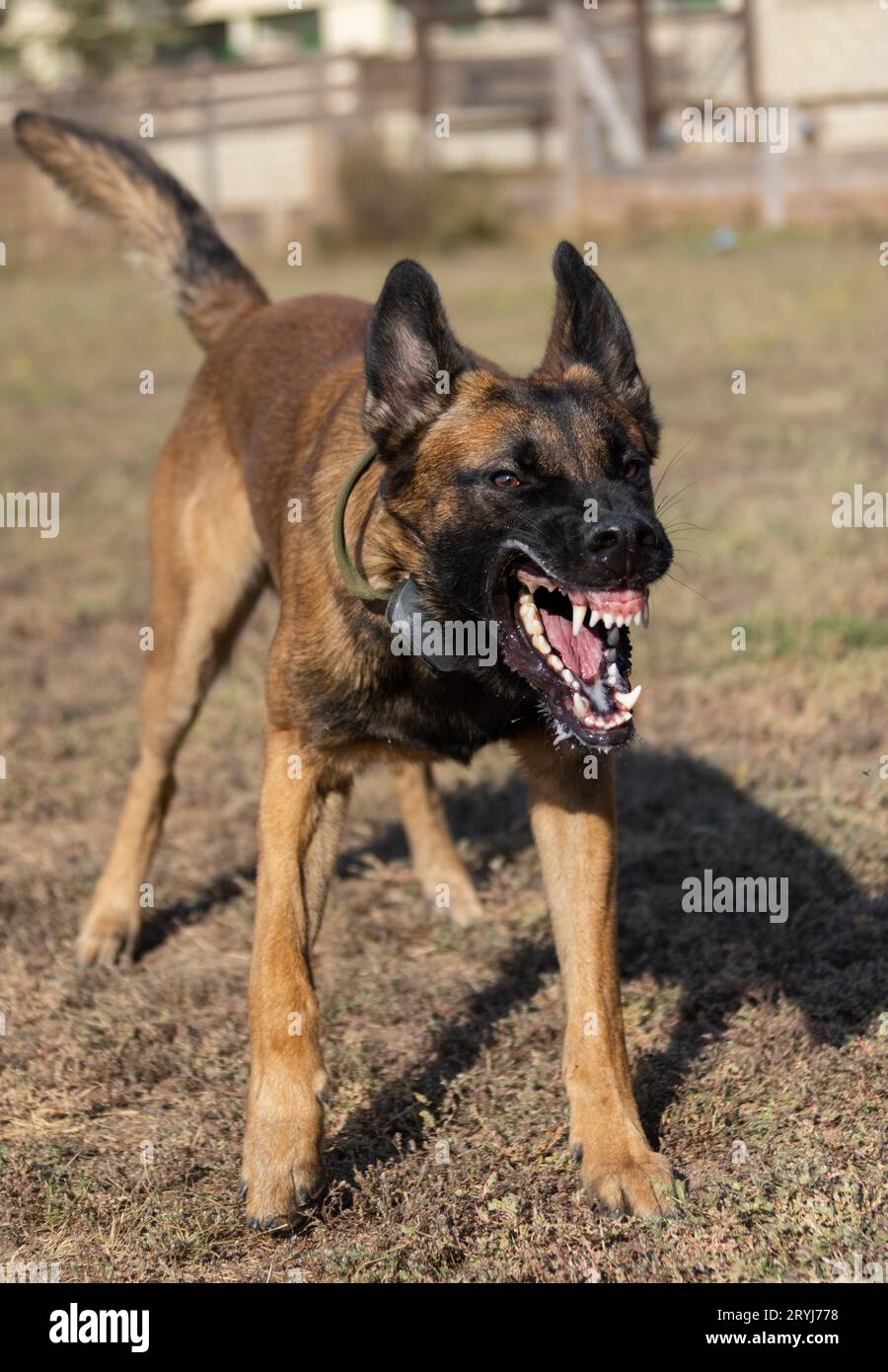 Bellissimo cane aggressivo e arrabbiato, il pastore belga Malinois prende i vestiti del criminale. Addestramento per cani di servizio. Il cane morde i vestiti. Attacco arrabbiato. Denti malvagi dentro Foto Stock