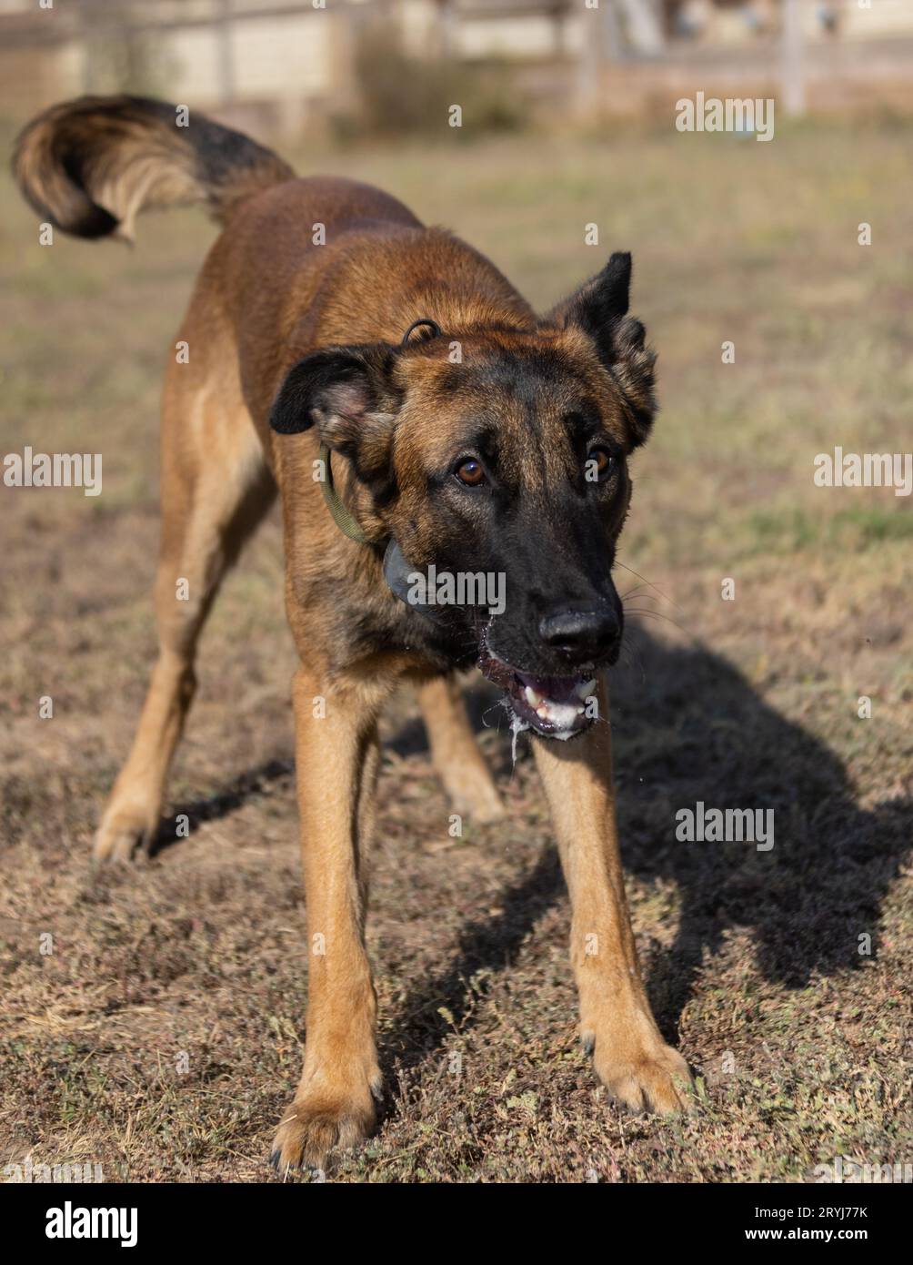 Bellissimo cane aggressivo e arrabbiato, il pastore belga Malinois prende i vestiti del criminale. Addestramento per cani di servizio. Il cane morde i vestiti. Attacco arrabbiato. Denti malvagi dentro Foto Stock