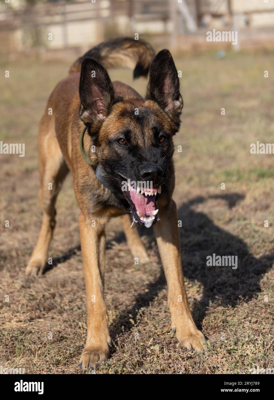 Bellissimo cane aggressivo e arrabbiato, il pastore belga Malinois prende i vestiti del criminale. Addestramento per cani di servizio. Il cane morde i vestiti. Attacco arrabbiato. Denti malvagi dentro Foto Stock