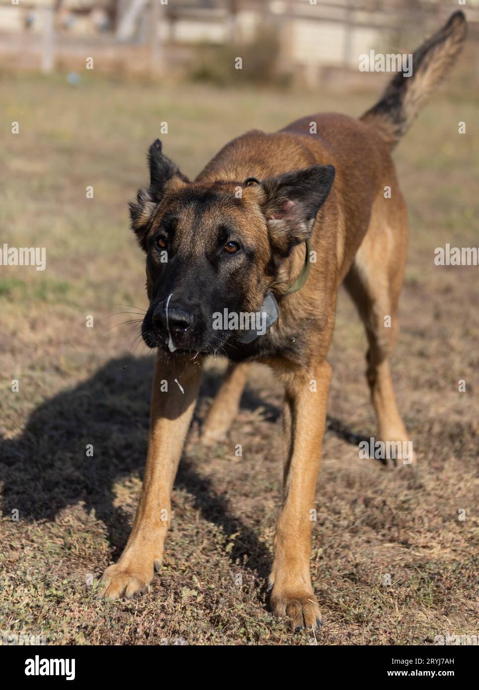 Bellissimo cane aggressivo e arrabbiato, il pastore belga Malinois prende i vestiti del criminale. Addestramento per cani di servizio. Il cane morde i vestiti. Attacco arrabbiato. Denti malvagi dentro Foto Stock