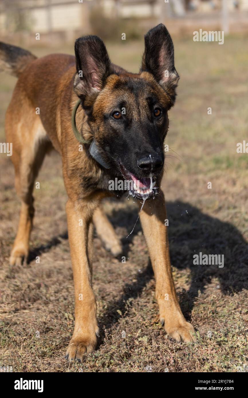 Bellissimo cane aggressivo e arrabbiato, il pastore belga Malinois prende i vestiti del criminale. Addestramento per cani di servizio. Il cane morde i vestiti. Attacco arrabbiato. Denti malvagi dentro Foto Stock