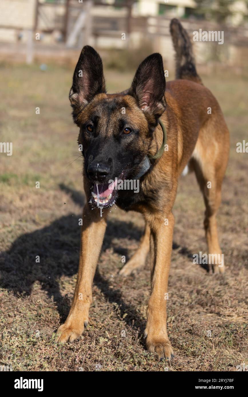 Bellissimo cane aggressivo e arrabbiato, il pastore belga Malinois prende i vestiti del criminale. Addestramento per cani di servizio. Il cane morde i vestiti. Attacco arrabbiato. Denti malvagi dentro Foto Stock