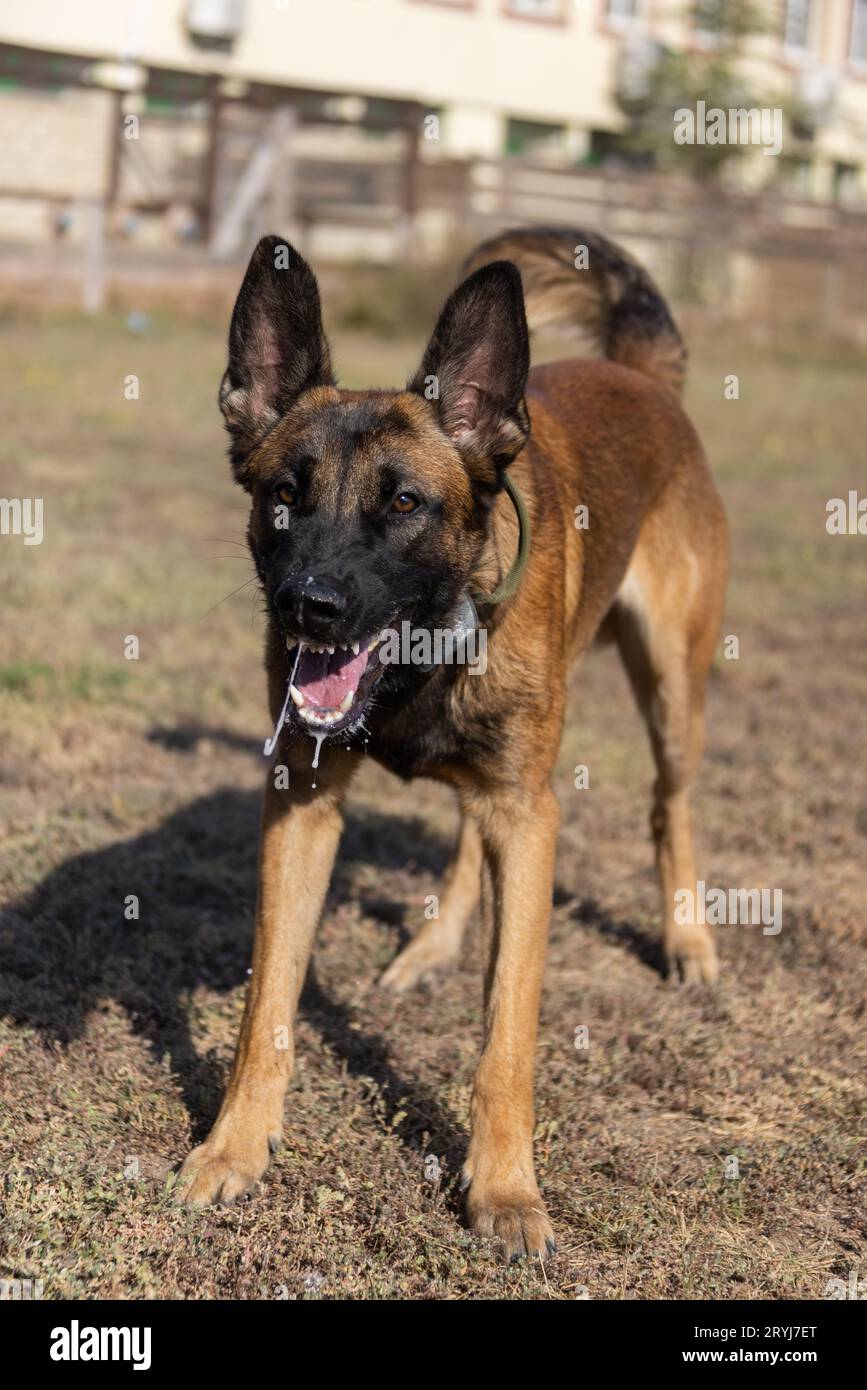 Bellissimo cane aggressivo e arrabbiato, il pastore belga Malinois prende i vestiti del criminale. Addestramento per cani di servizio. Il cane morde i vestiti. Attacco arrabbiato. Denti malvagi dentro Foto Stock