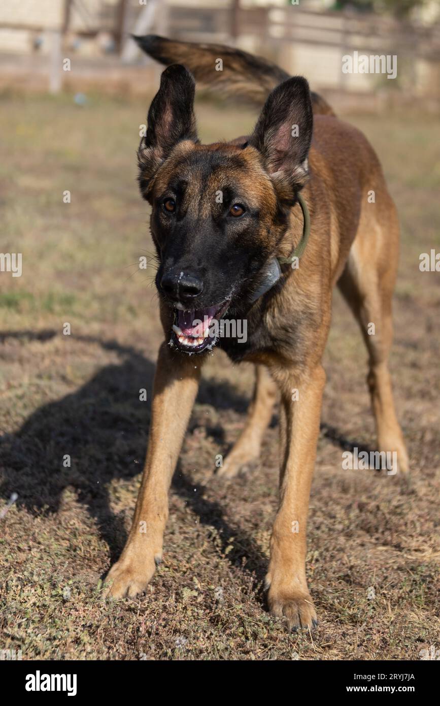Bellissimo cane aggressivo e arrabbiato, il pastore belga Malinois prende i vestiti del criminale. Addestramento per cani di servizio. Il cane morde i vestiti. Attacco arrabbiato. Denti malvagi dentro Foto Stock