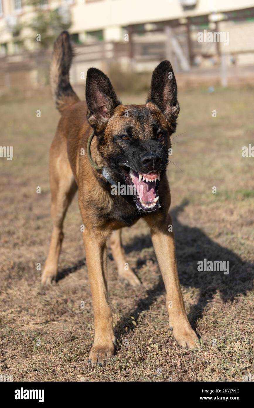 Bellissimo cane aggressivo e arrabbiato, il pastore belga Malinois prende i vestiti del criminale. Addestramento per cani di servizio. Il cane morde i vestiti. Attacco arrabbiato. Denti malvagi dentro Foto Stock
