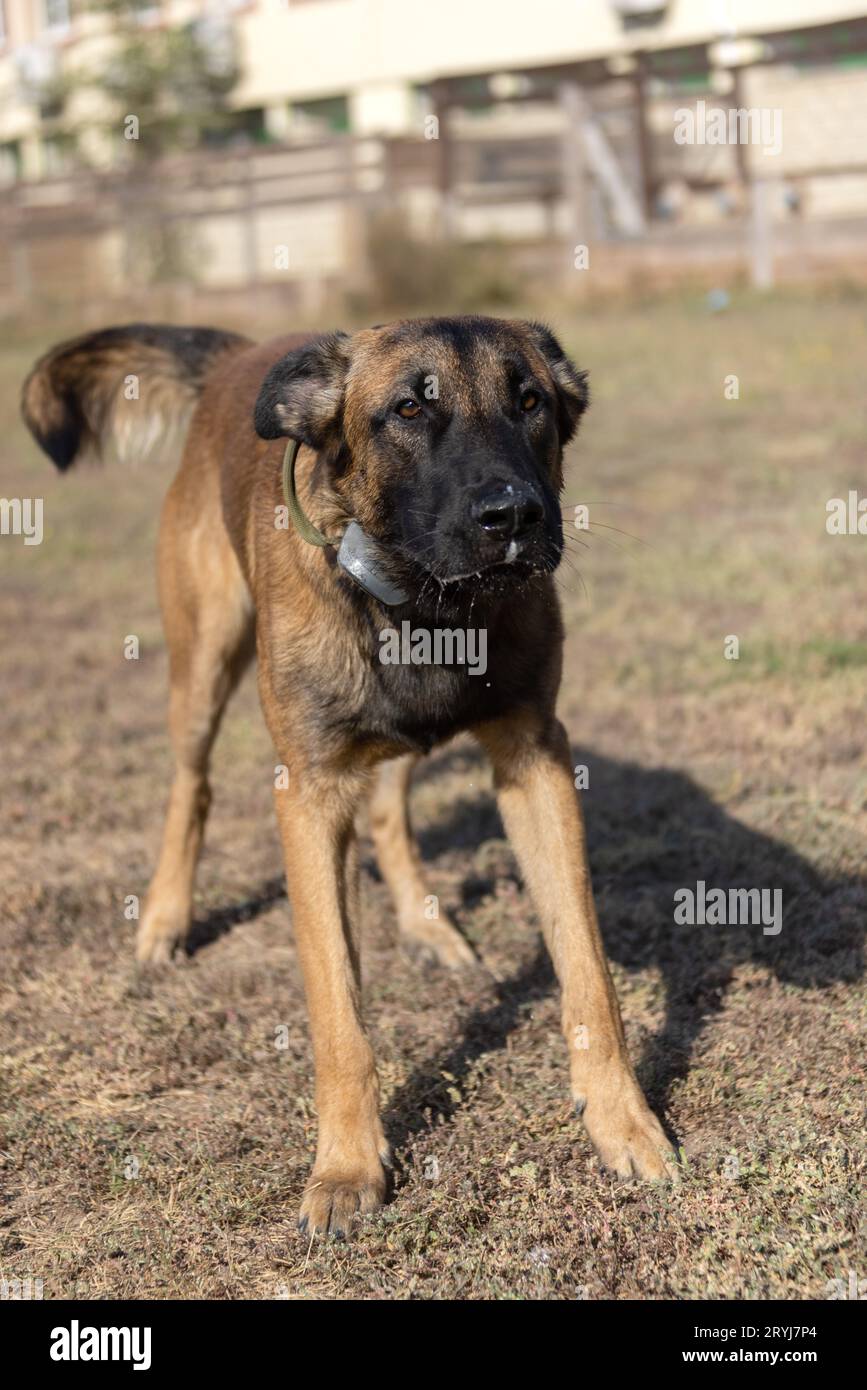 Bellissimo cane aggressivo e arrabbiato, il pastore belga Malinois prende i vestiti del criminale. Addestramento per cani di servizio. Il cane morde i vestiti. Attacco arrabbiato. Denti malvagi dentro Foto Stock