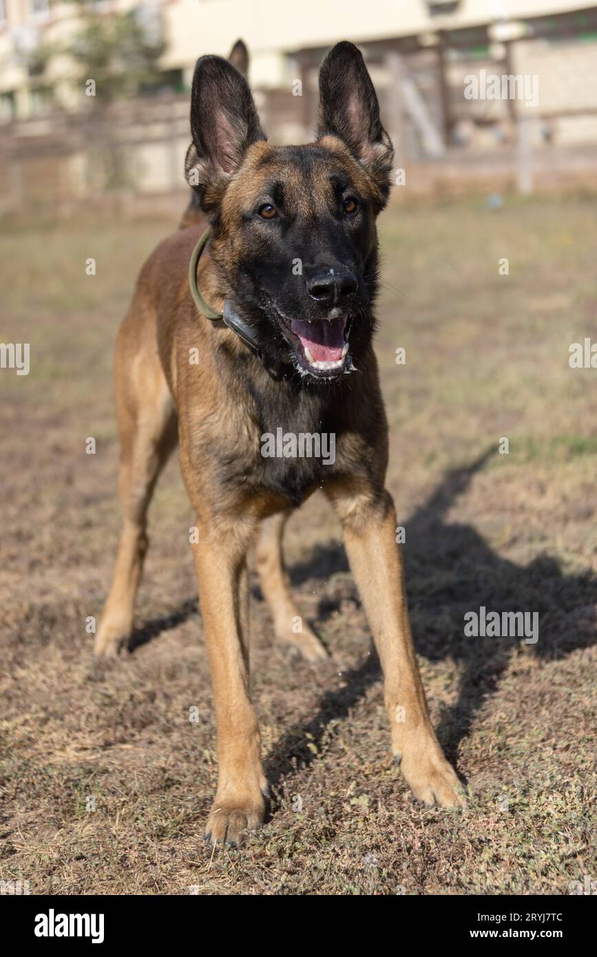 Bellissimo cane aggressivo e arrabbiato, il pastore belga Malinois prende i vestiti del criminale. Addestramento per cani di servizio. Il cane morde i vestiti. Attacco arrabbiato. Denti malvagi dentro Foto Stock
