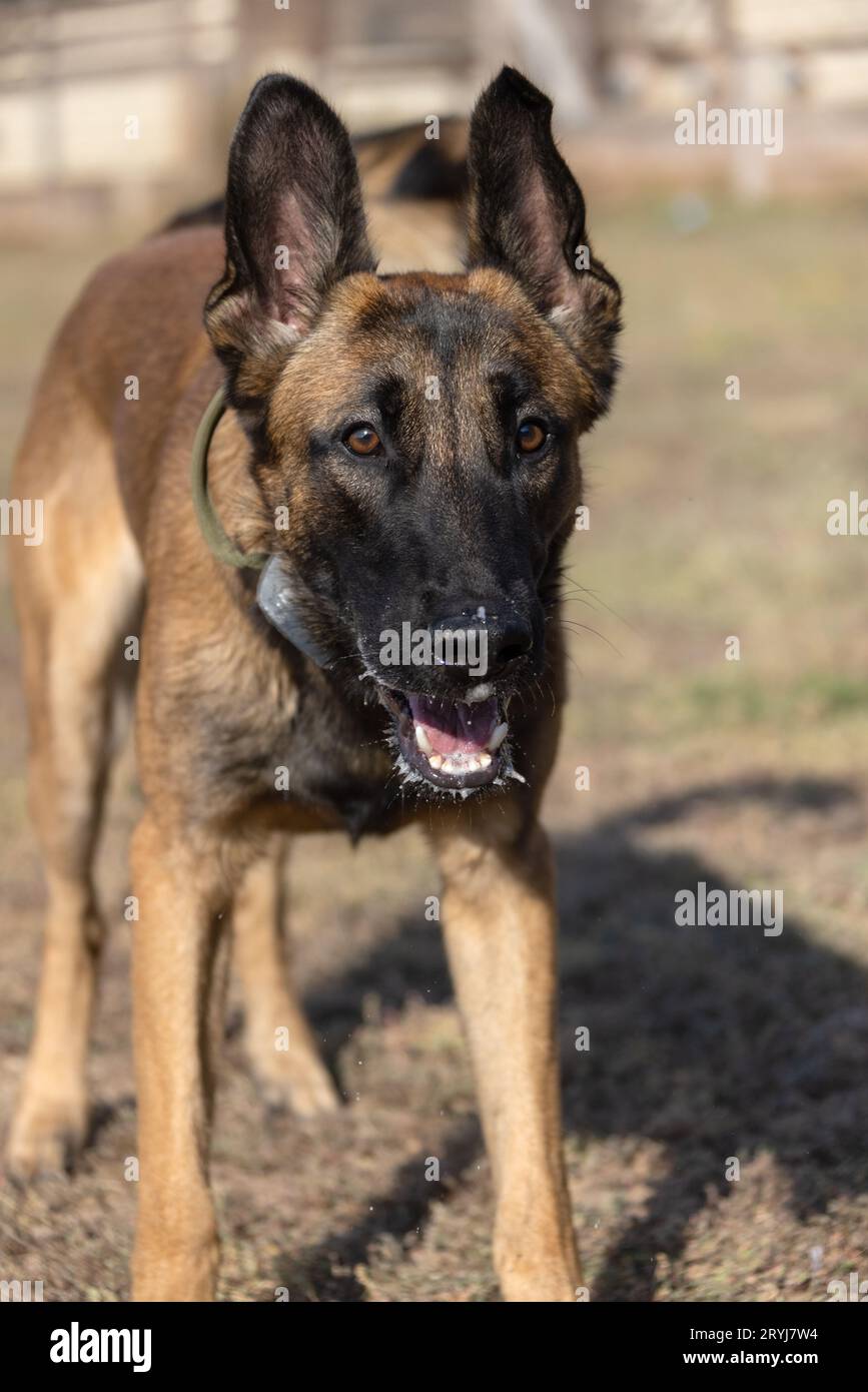 Bellissimo cane aggressivo e arrabbiato, il pastore belga Malinois prende i vestiti del criminale. Addestramento per cani di servizio. Il cane morde i vestiti. Attacco arrabbiato. Denti malvagi dentro Foto Stock