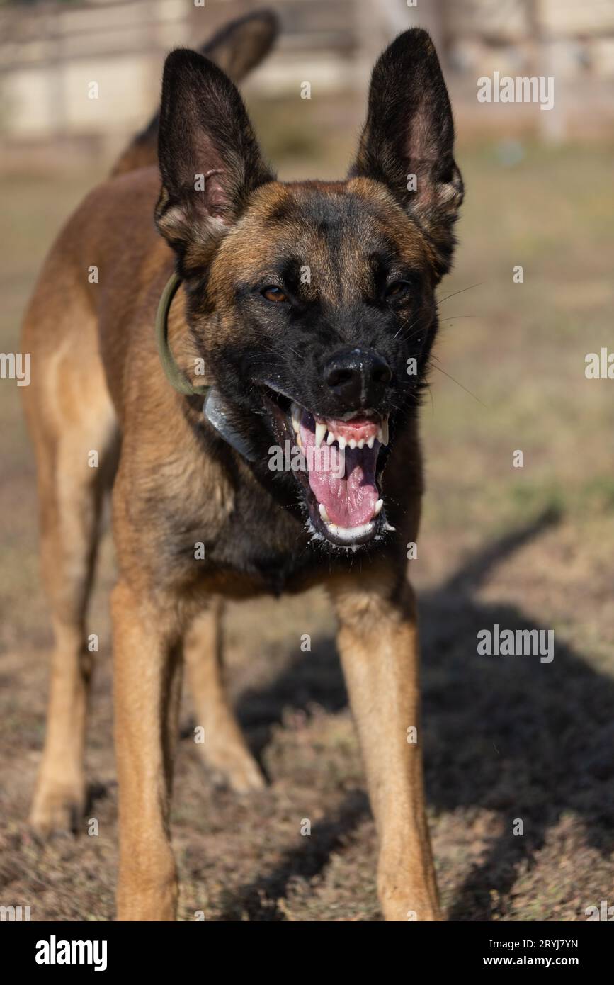 Bellissimo cane aggressivo e arrabbiato, il pastore belga Malinois prende i vestiti del criminale. Addestramento per cani di servizio. Il cane morde i vestiti. Attacco arrabbiato. Denti malvagi dentro Foto Stock