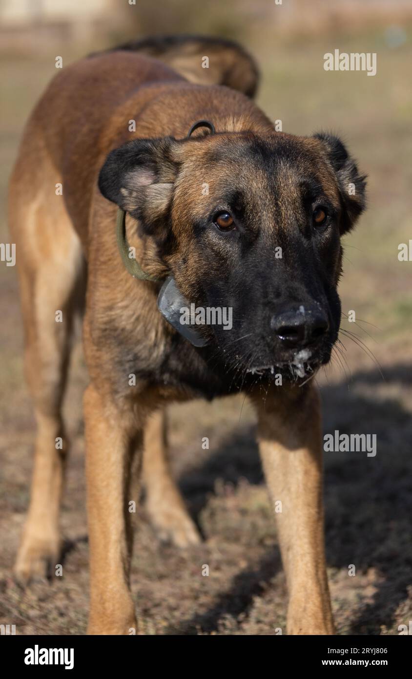 Bellissimo cane aggressivo e arrabbiato, il pastore belga Malinois prende i vestiti del criminale. Addestramento per cani di servizio. Il cane morde i vestiti. Attacco arrabbiato. Denti malvagi dentro Foto Stock