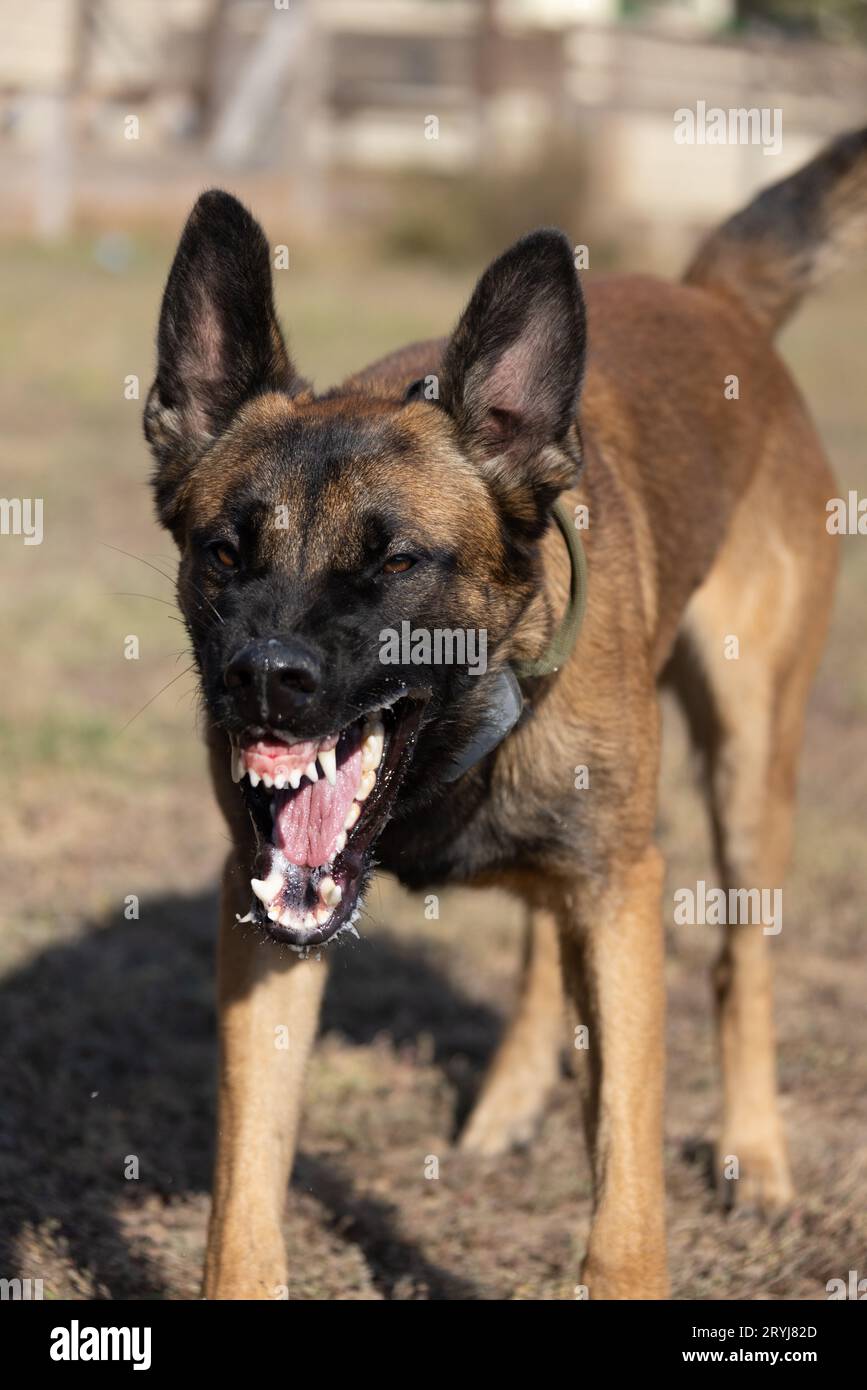 Bellissimo cane aggressivo e arrabbiato, il pastore belga Malinois prende i vestiti del criminale. Addestramento per cani di servizio. Il cane morde i vestiti. Attacco arrabbiato. Denti malvagi dentro Foto Stock