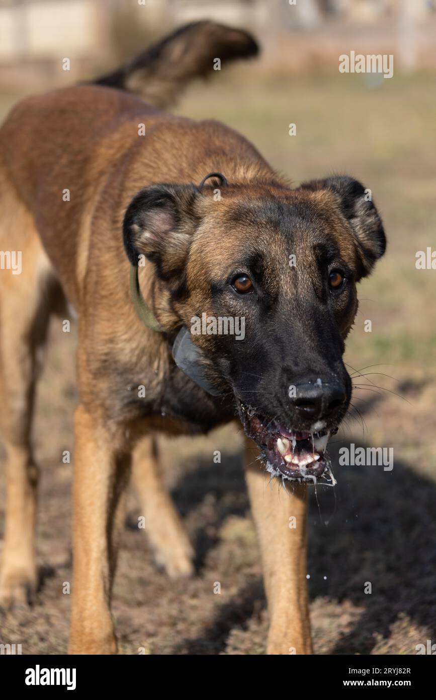 Bellissimo cane aggressivo e arrabbiato, il pastore belga Malinois prende i vestiti del criminale. Addestramento per cani di servizio. Il cane morde i vestiti. Attacco arrabbiato. Denti malvagi dentro Foto Stock