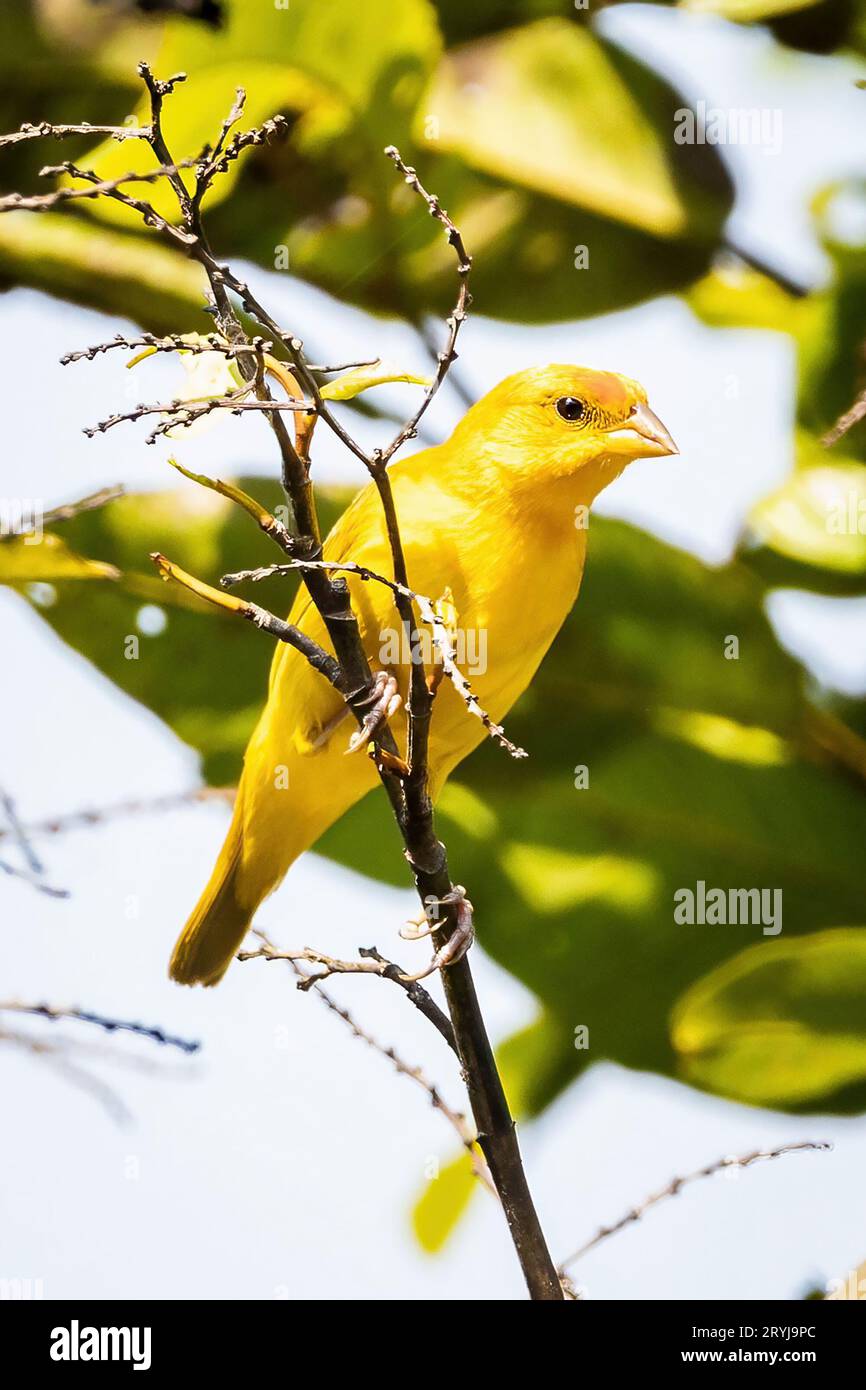 Ritratto ravvicinato di un uccello dal volto arancione e giallo Foto Stock