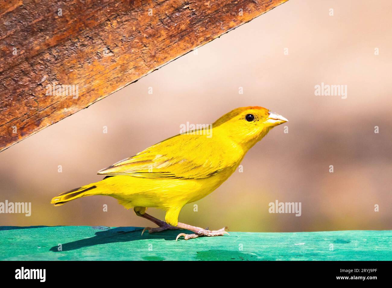 Ritratto ravvicinato di un uccello dal volto arancione e giallo Foto Stock