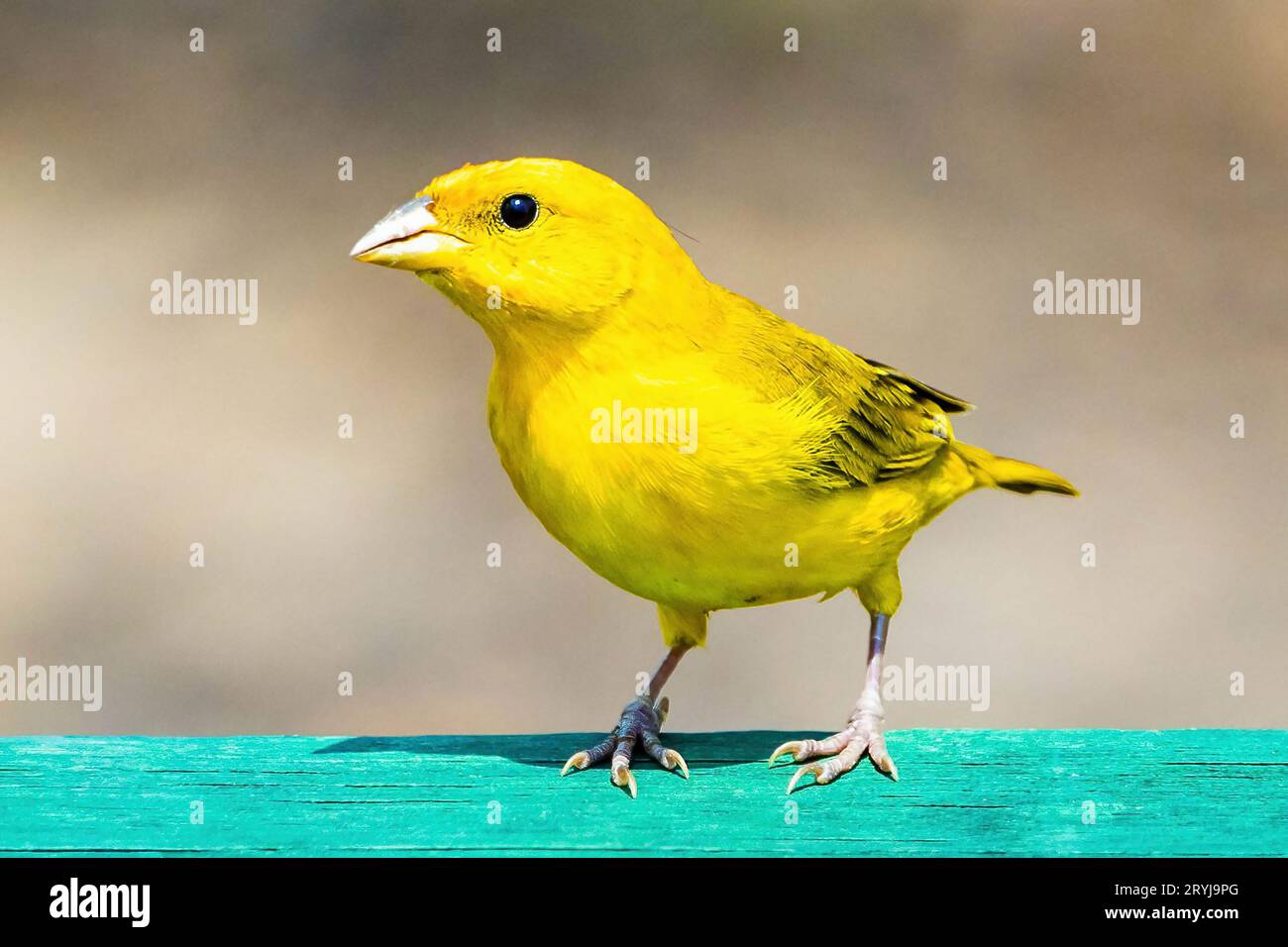 Ritratto ravvicinato di un uccello dal volto arancione e giallo Foto Stock