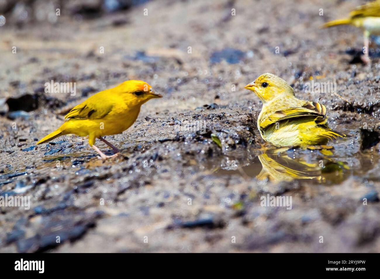 Ritratto ravvicinato di un uccello dal volto arancione e giallo Foto Stock