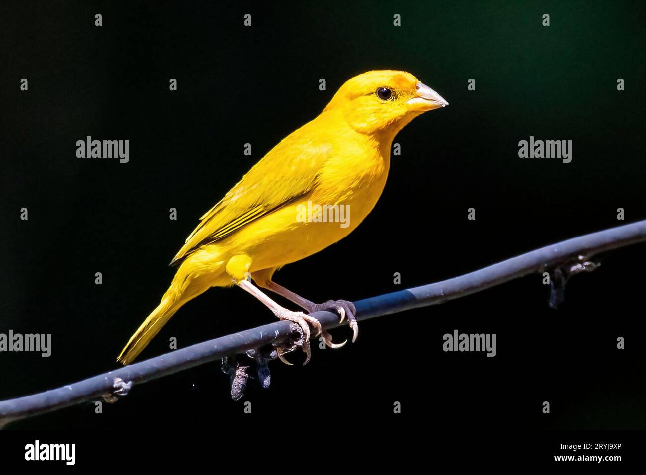 Ritratto ravvicinato di un uccello dal volto arancione e giallo Foto Stock