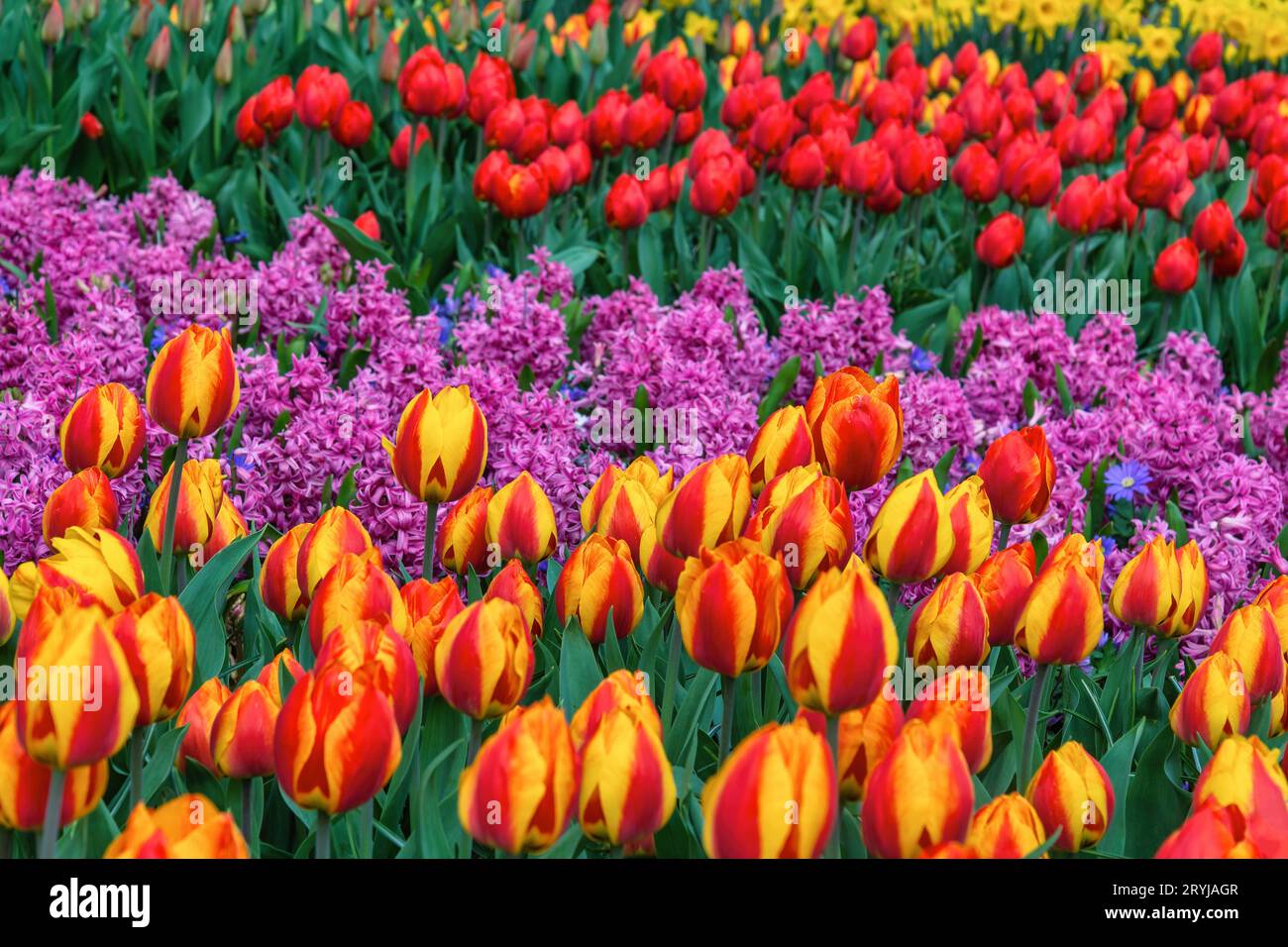 Tulipano fiore campo in giardino, stagione di primavera a Lisse vicino Amsterdam Paesi Bassi Foto Stock