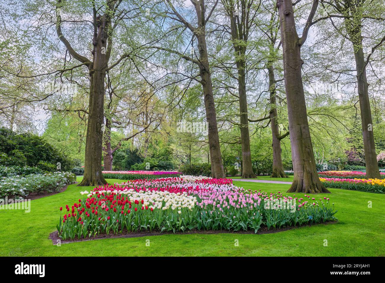 Tulipano fiore campo in giardino, stagione di primavera a Lisse vicino Amsterdam Paesi Bassi Foto Stock